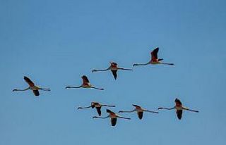 (Özel haber) Flamingolar Erçek Gölü’ne bu yıl...