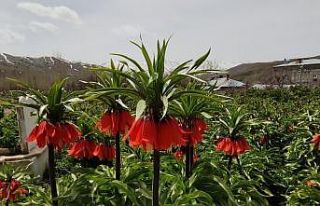 (Özel haber) Van’da ters laleler açmaya başladı