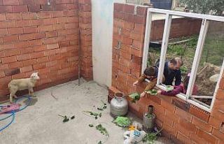 (Özel) Hayırsever kardeşlere kuzu sürprizi