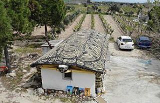 (Özel) Hayvanlara zarar verenlere kızdı, kaplumbağa...