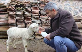 (Özel) İmamla kuzunun sevimli dostluğu
