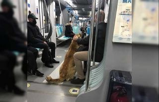 (Özel) İzmir’i toplu ulaşımla gezen köpek Sam...