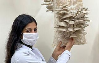 (Özel) Öğrenciler ürettikleri istiridye mantarlarının...