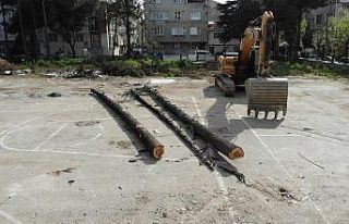 (Özel) Okul bahçesindeki ağaç katliamını mahalleli...