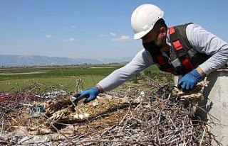 Özel olarak hazırlanan yuvalar her yıl 6 binden...