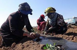 (Özel) Suriye sınırında biber fideleri toprakla...