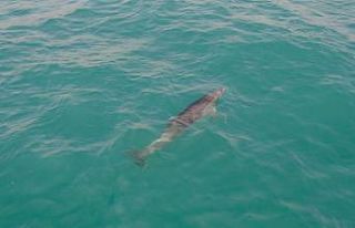 (ÖZEL) Yunus balığından İstanbul Boğazı’nda...