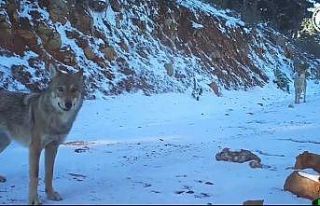 Özgürlüklerine düşkün Yılkı atları havadan...