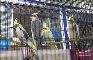 Pandeminin ilacı; kuş, kedi, akvaryum