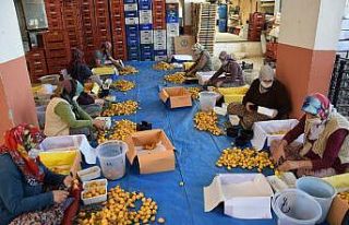 Pazar tezgahlarında kilogramı 5 TL’den satılıyor,...