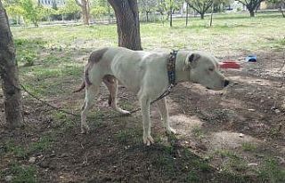 Pitbull cinsi köpeği bıçaklayan şahıslar, sahibini...