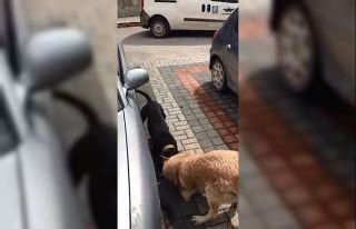 Pitbull sokak köpeğine böyle saldırdı