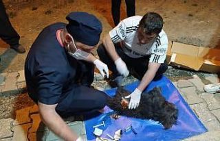 Pomeranian cinsi köpek saldırıya uğradı