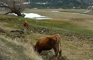Posof nisan ayında bahara kavuştu