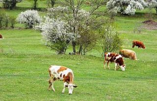 Posof’ta bahar sevinci
