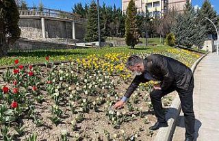 Pursaklar’da laleler çiçek açtı