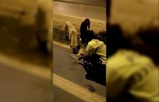 Radar polis memuru iftar kumanyasını sokak köpeklerine...