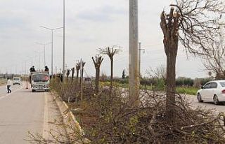 Refüjlerdeki ağaçlar budanıyor