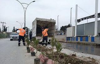 Refüjlere bodur bitki dikiliyor