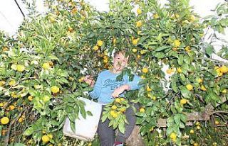 Rize Valisi Çeber: "Rize’nin mandalinası...