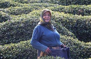 Rize’de yaklaşan yaş çay sezonu öncesi çay...