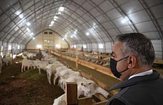 Şahin; Hisarcık’ta Saanen Keçisi Üreten İşletmeyi...