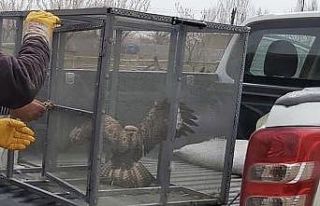 Şahin yırtıcısı doğal ortamına salındı