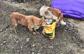Sahipsiz sokak hayvanlarına mama yetiştirmekte zorlanıyorlar