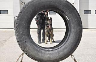 Sahne polis köpeklerinin