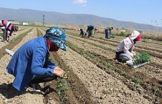Salihli Ovası’nda bahar hareketliliği