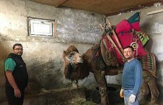 Şampiyon deve ’Çılgın Cambaz’ yeni sezona...