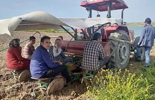 Samsat’ta tütün ekimleri başladı