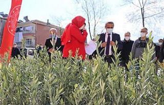 Samsun’da 7 bin 500 zeytin fidanı dikildi: Zeytincilik...