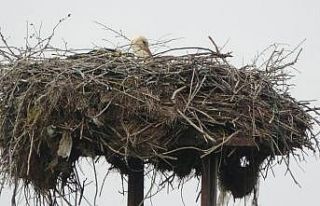 Samsun’da elektrik direğinde 31 yıllık leylek...