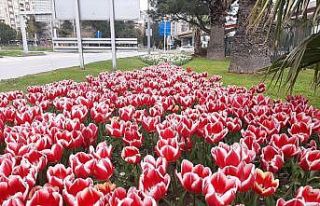 Samsun’da lale zamanı