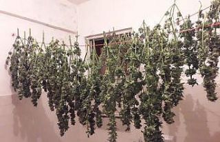 Samsun’da uyuşturucu operasyonu: 19 gözaltı