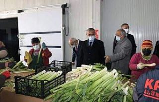 Samsun’da yetişen sebzelere yurt dışından yoğun...