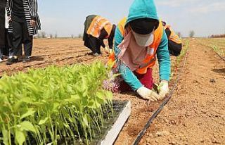 Şanlıurfa yerli tohumlarla kendi biberini yetiştiriyor