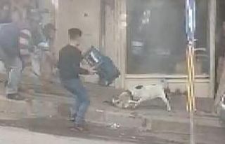 Şanlıurfa’da pitbull dehşeti