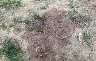 Saplantılı aşık, nişanlanan kızı parkta vurdu