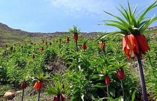 Sarp dağlarda açan ters laleler göz kamaştırıyor
