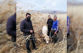 Sazlık alanda mahsur kalan büyükbaş hayvanlar...