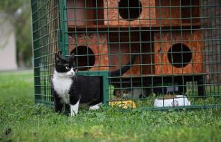 Seçim sandıkları kedi evi oldu