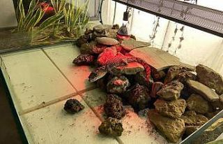 Şehrin göbeğinde beslenen timsaha el konuldu