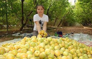 Sezonun ilk kayısı hasadı Silifke’de yapıldı