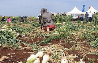 Şifa deposu Araban sarımsağının hasadı başladı