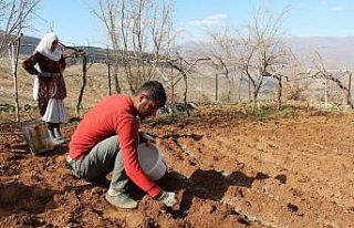 Siirt’te çiftçinin ’Soğan’ mesaisi başladı