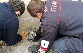 Sıkışan kaplumbağayı kurtarabilmek için 1 saate...