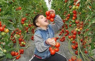 Silifke’de 30 bin ton örtü altı domates rekoltesi...