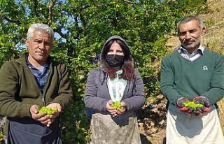 Silifke’de açıkta erik hasadı başladı